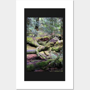 Enchanted Forest, Cradle Mountain, Tasmania, Australia Posters and Art